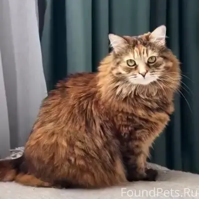 Пропала кошка, район 5 км