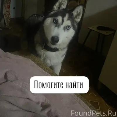 Пропал хаски Бося, г. Ставрополь