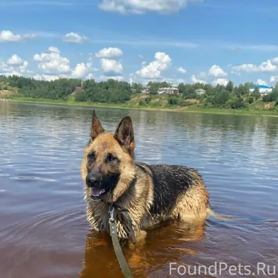Пропала овчарка Альма, д. Поповкино
