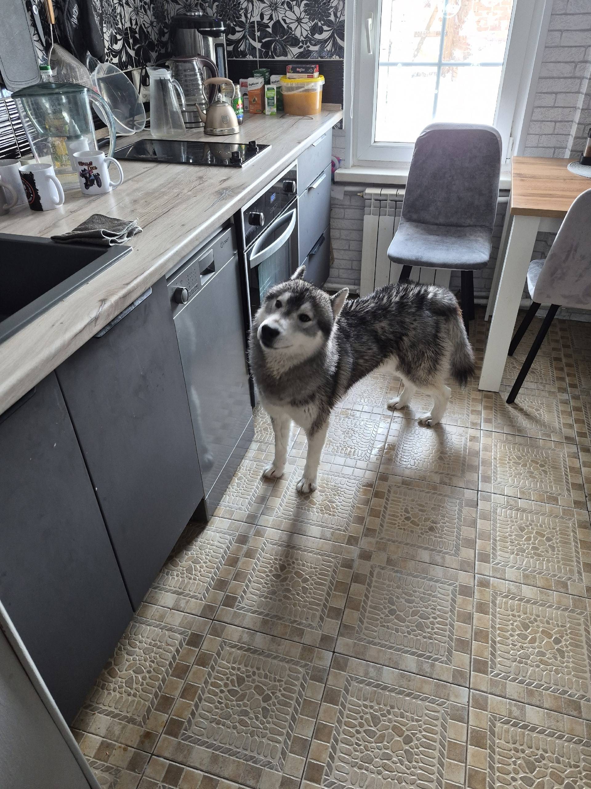 Пропал хаски, без ошейника