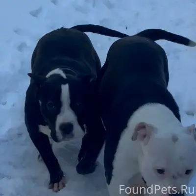 Пропали две собаки, вознаграждение