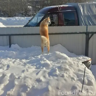 Пропала собака, Ичалки