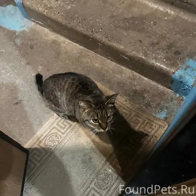 Найден кот, камышовый окрас, Ильиногорск