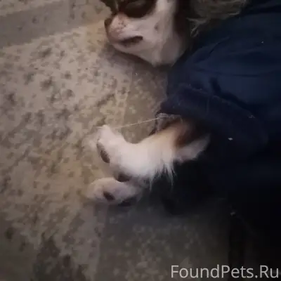 Пропал щенок чихуа, был в синей курточке