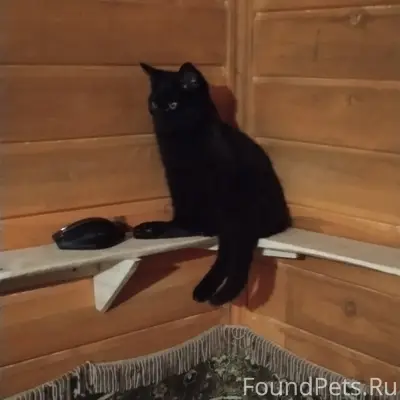 Пропал черный кот Бандит, район магнита