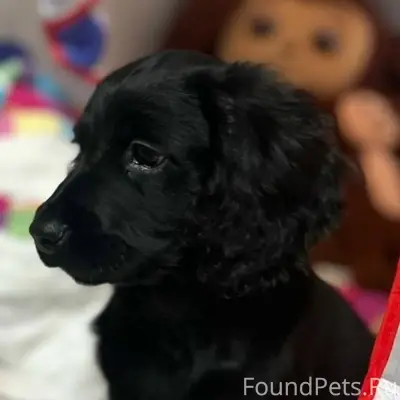 Пропал щенок