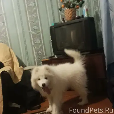 Найден тип животного: собака