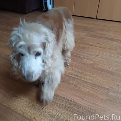 Найден тип: собака, место: Октябрьский проспект