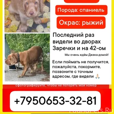 Пропал пёс, Краснотурьинск