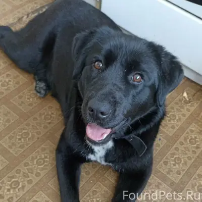 Найденная собака, возможно перегрызла поводок, Искрасофт