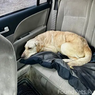 Найден метис лабрадора, без клички