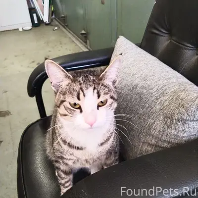 Найден кот, Зорге, 15