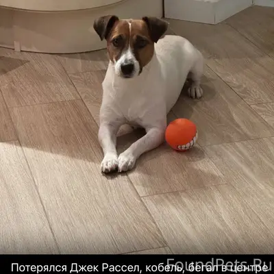 Пропала собака