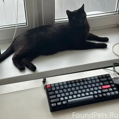 Пропал черный кот