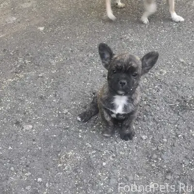 Пропала собака, Сасово