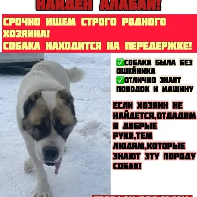 Найден алабай, Иваново