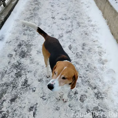 Найден пёс, [место: около кинотеатра Родины]