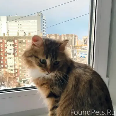 Найдена кошка, ул. Молокова, д. 31