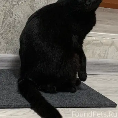 Пропал вислоухий кот, с. Береговое