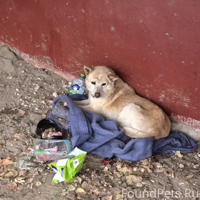 Найден бежевый пёс с ошейником, ул. 22 съезда 53