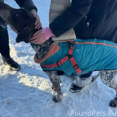 Найден тип собака, Снт Горелый лес