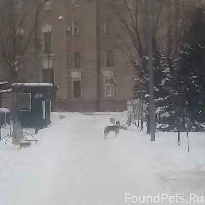 Найден хаски, Волжский парк