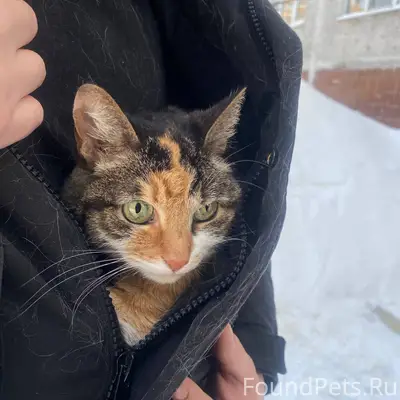 Найдена кошка, Западная4