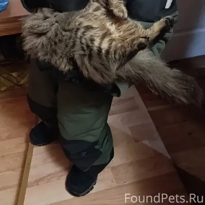 Найдена кошка, пер. Кирпичный