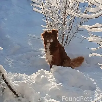 Пропал Рыжик, улица Калинина