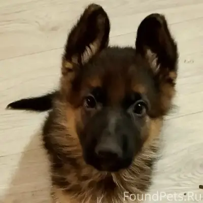 Пропала девочка щенок Гуди, Верхнее и Нижнее Сельцо