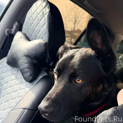 Найден мальчик в красном ошейнике, район Малопрудной