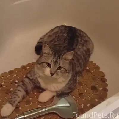 Пропал кот Кузя, улица Райсоветская