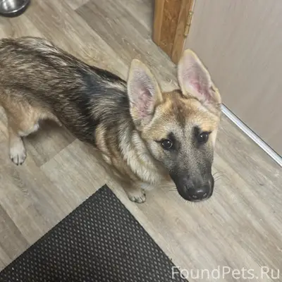 Найден щенок (метис овчарки), станция Дунай