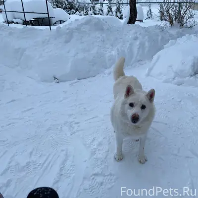 Пропала собака, район ул. Пушкина и ул. Бухвалова