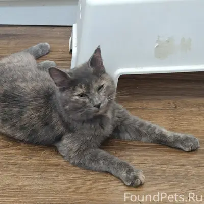 Найдена кошка, улица Калининградская