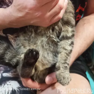 Пропал вислоухий кот Нафаня, улица Октябрьская