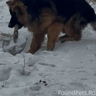 Пропал щенок немец, Нижняя Иволга