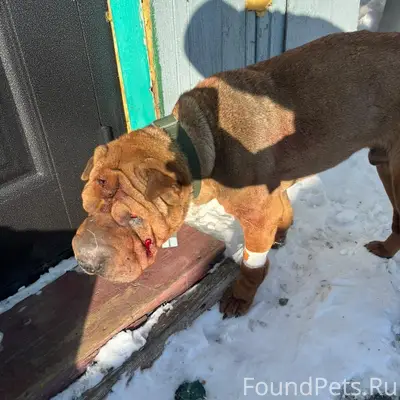 Найден шарпей, рабочий посёлок, ул. Клары Цеткин
