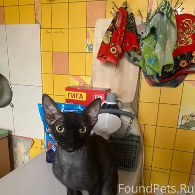 Пропала кошка Шакира, поселок Билимбай