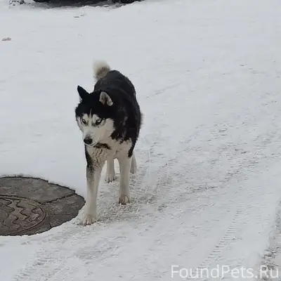 Пропал пёс, возможно потерялся возле поликлиники