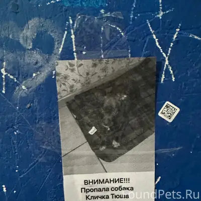 Пропал щенок, Корсуного 36к1