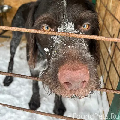 Найден кобель, электронный ошейник