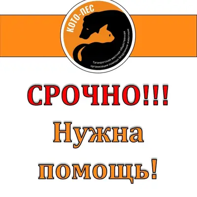 Найден пёс с травмой, требуется помощь