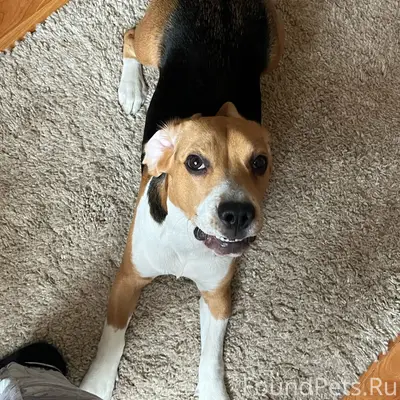 Пропал бигль Боря, район Юбилейного