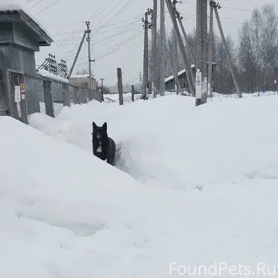 Найден чёрный пёс с ошейником, деревня Степурино