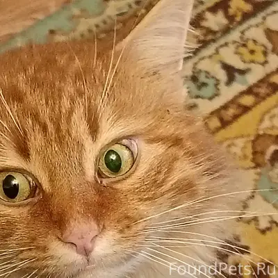 Пропал кот, хромает на переднюю лапу, [место: около вет. больницы]