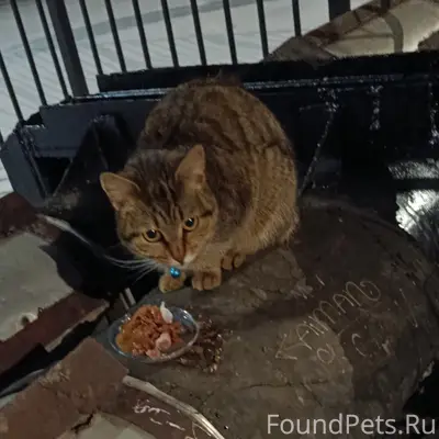 Найдена кошка Шпротинка, Гатчина