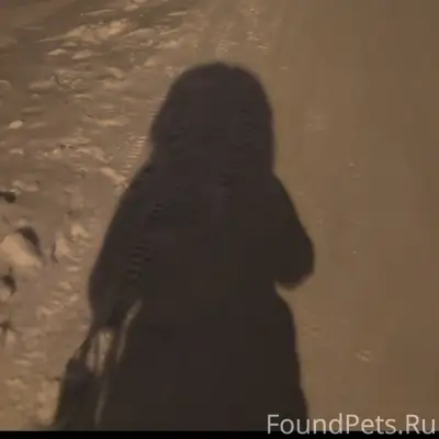 Найден пёс в оранжевой шлейке, блок, 'Строитель'