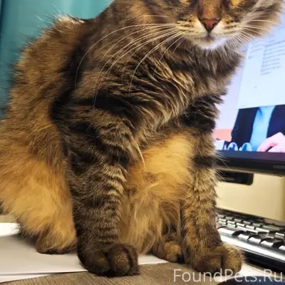 Пропал бобтейл, Иглинский район, с. Карамалы