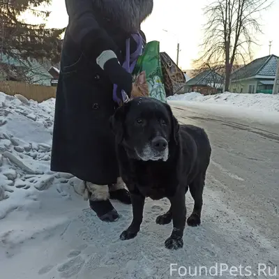 Найден лабрадор, с. Овсянка